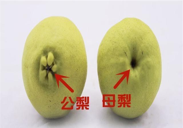 公梨和母梨哪个更好吃？