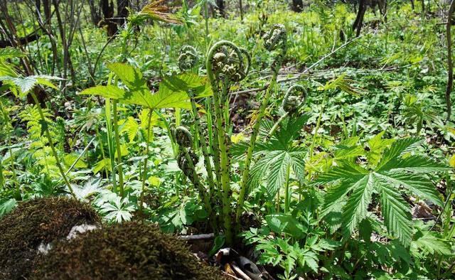 山野菜猴子腿好吃吗？有什么功效？