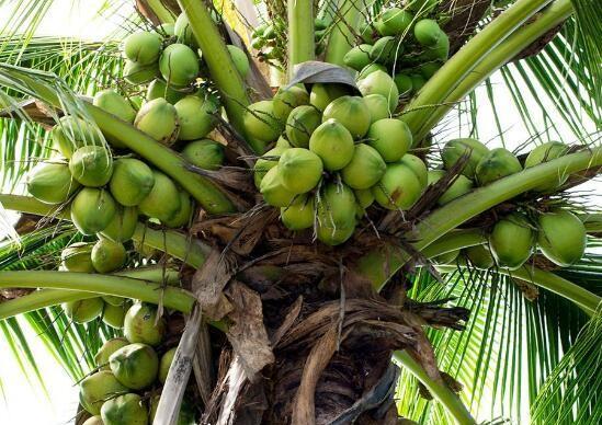 在夏天，椰子和西瓜哪个更解渴？