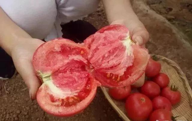 西红柿放很久还是硬邦邦的能吃吗？