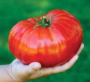 现在的西红柿为什么那么硬，而且还没有以前的味道？