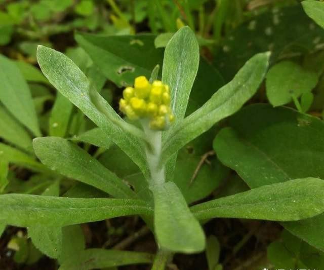 你知道哪些野菜？有哪几种吃法？棉菜怎么做好吃？