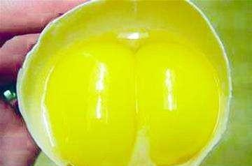 双黄鸡蛋能生出2只小鸡吗？