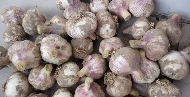 糖蒜怎么腌制好吃？