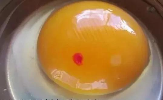 鸡蛋里面有红色的小点是怎么回事？
