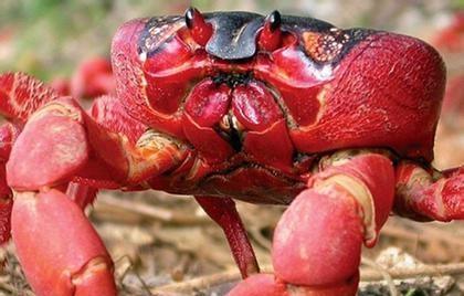 世界上有红螃蟹吗？