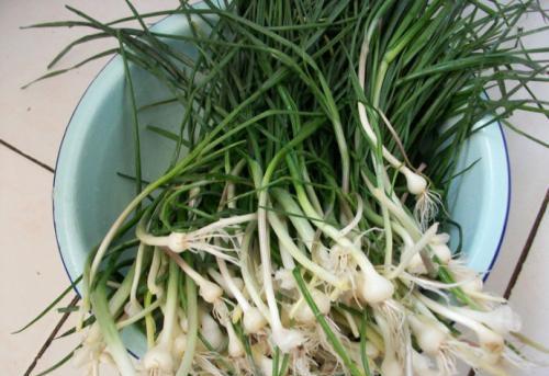 春暖花开，处处芳草香，你的家乡有哪些特别的野菜？怎么烹调？