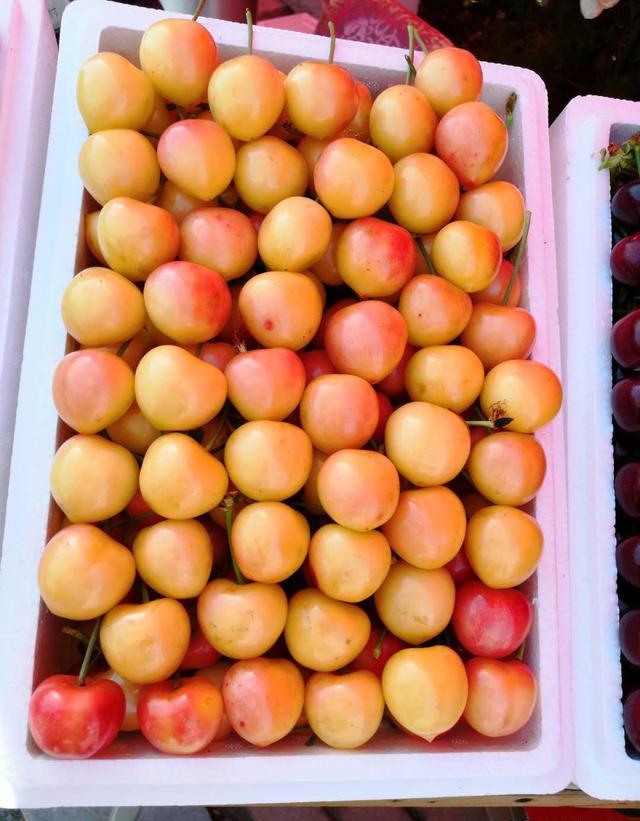 樱桃大量上市出现怪现象：果农卖不出，消费者买不起，这是为啥？