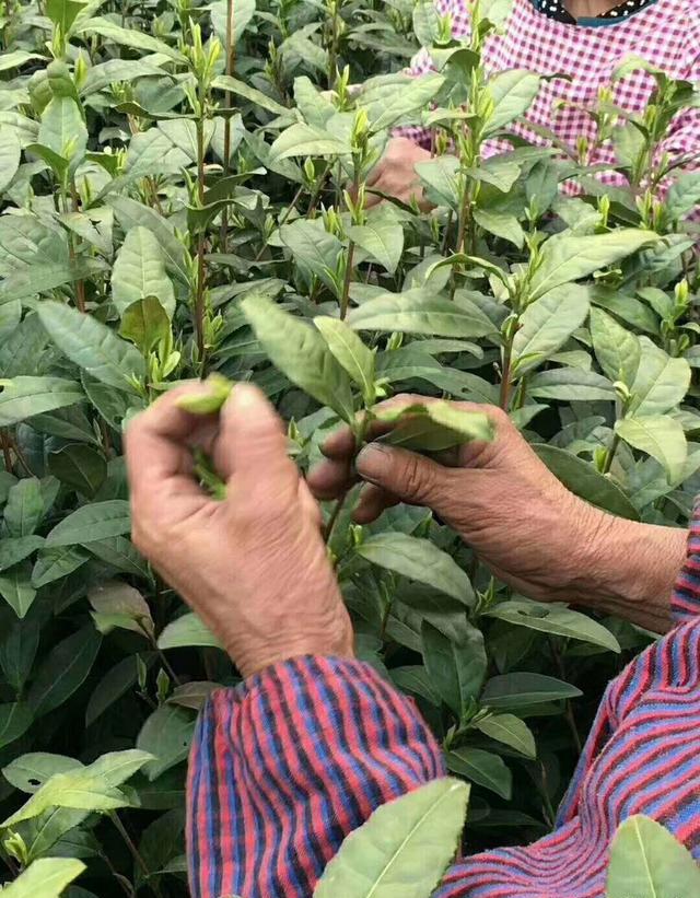 饮茶时，茶叶的第一泡水脏吗，有必要倒掉吗？