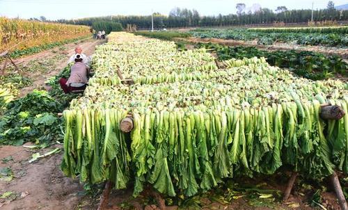 为什么有的农民喜欢吃咸菜？