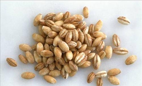 吃什么食物有助于肠胃的营养吸收？