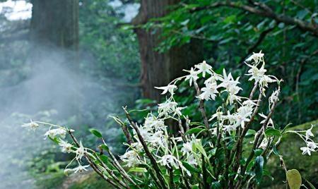 什么季节吃石斛最好？