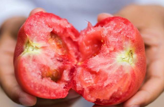 现在的番茄为什么都是硬邦邦的，放一个月都不坏？