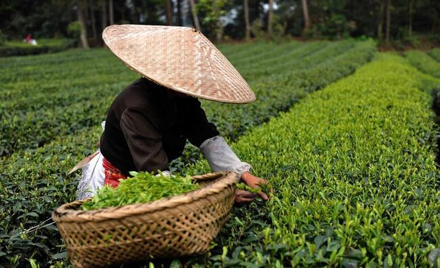 中国最名贵的茶叶是大红袍吗？