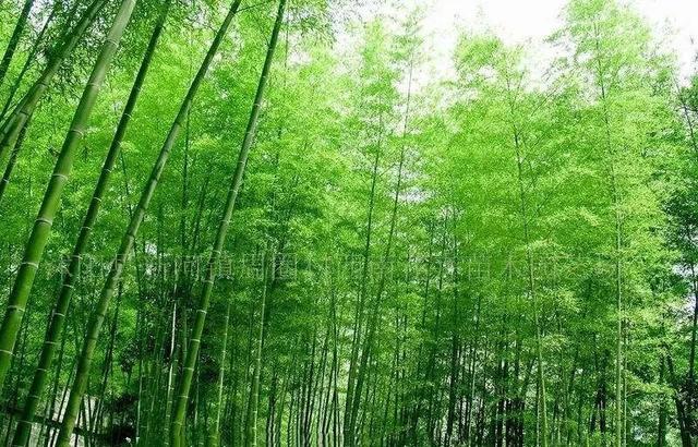 庭院竹子种什么竹合适？