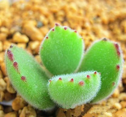 多肉植物哪种美观漂亮好养？请上图？