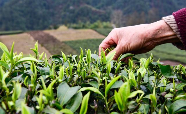 什么样的茶算是好茶？