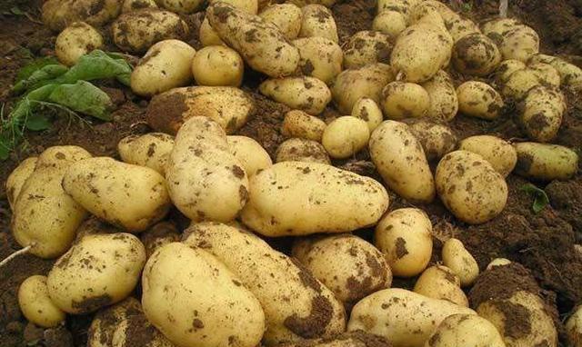 土豆买多了，怎么储存？