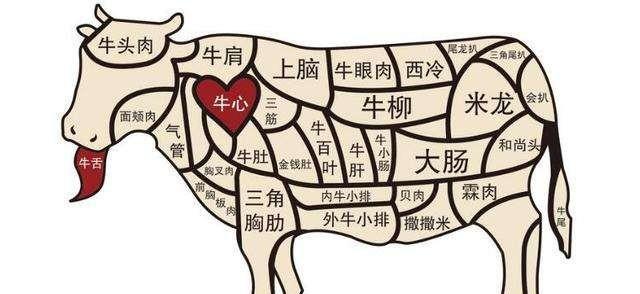 牛肉选择什么部位，才可以炖烂、不柴？为何？