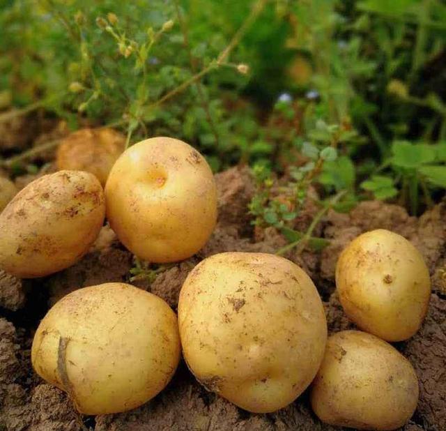 马铃薯和红薯，哪一个的营养价值更高？