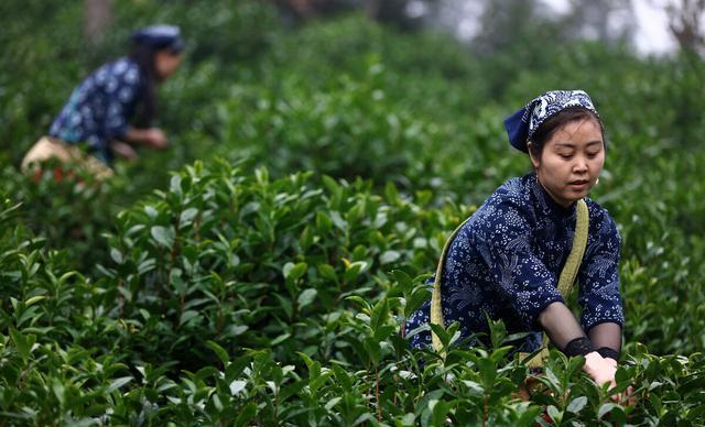 中国十大茶叶应该如何排名？