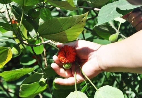 农村常见的构树上结的红果能吃吗？吃了对人体有好处吗？