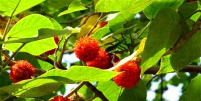 农村常见的构树上结的红果能吃吗？吃了对人体有好处吗？