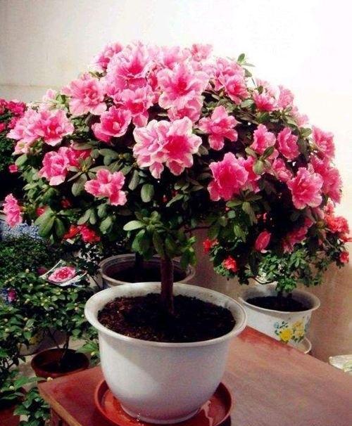 杜鹃花如何养？
