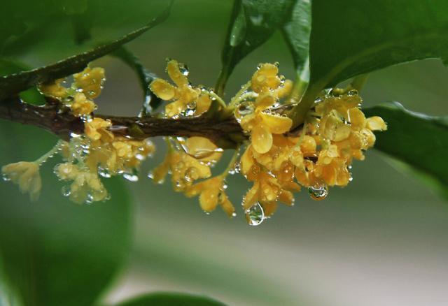 新鲜的桂花如何泡茶？