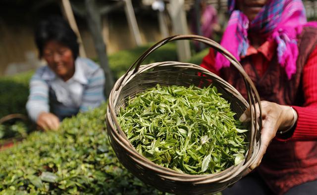 怎样区分过期茶，农残茶，台地茶？