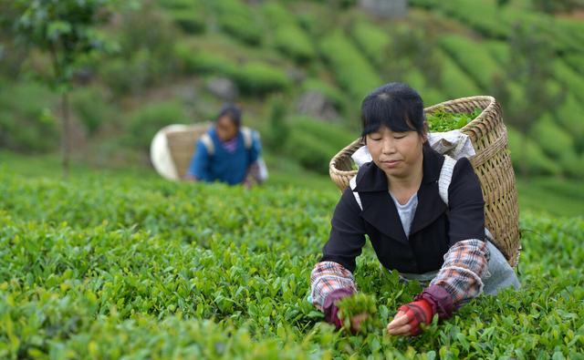 怎样区分过期茶，农残茶，台地茶？