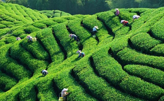 怎样区分过期茶，农残茶，台地茶？