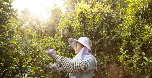 怎样区分过期茶，农残茶，台地茶？