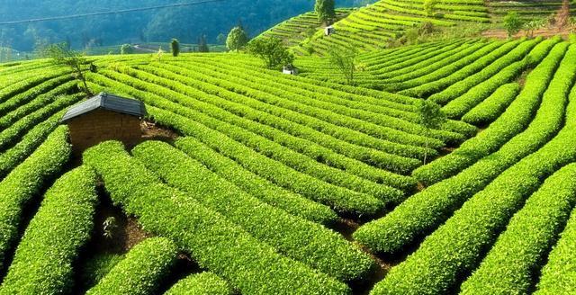 如何辨别古树茶和台地茶？