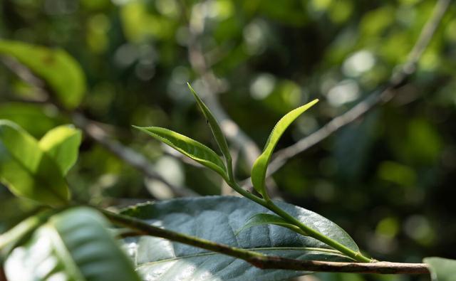 如何辨别古树茶和台地茶？