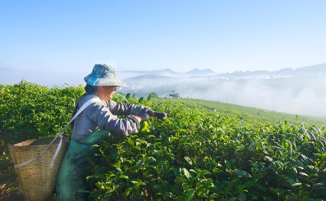 现在的茶叶泡二次就很淡了。怎么回事？