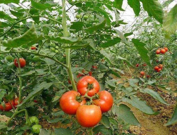 西红柿有几种做法好吃？