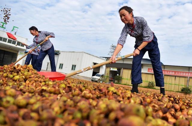 山茶油真的可以擦脸吗？大家有什么经验分享？