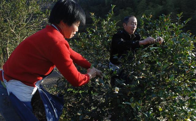 油茶浑身是宝，为什么种植油茶的人少之又少？