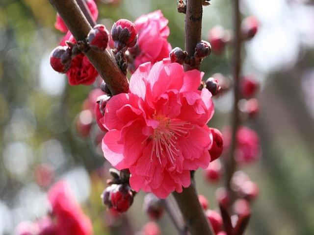 中国十大名花包括哪些花？