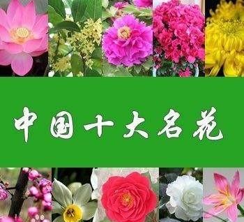 中国十大名花包括哪些花？