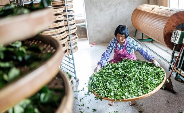 茶叶是如何制作出来的？