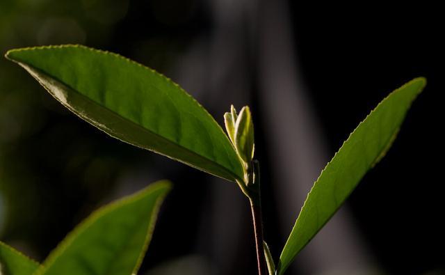 龙井茶有几种，哪种最好？