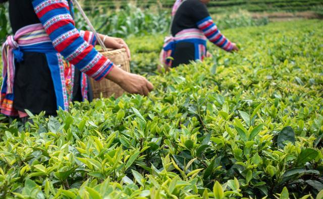 海拔越高，茶叶就越好吗？