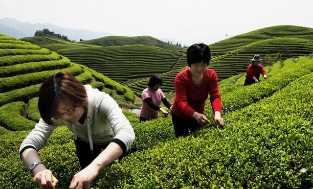 海拔越高，茶叶就越好吗？