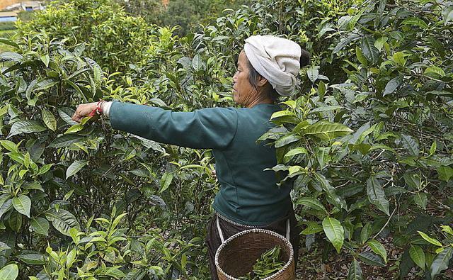 为何大家老是拿拼配茶和纯料茶来做对比呢？