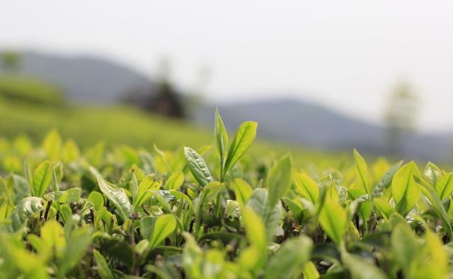 天天喝茶对身体有害吗？