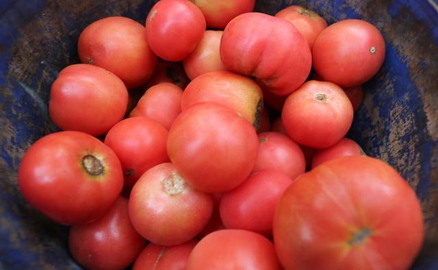都说西红柿是用催红剂催红的，吃了对身体有害吗？