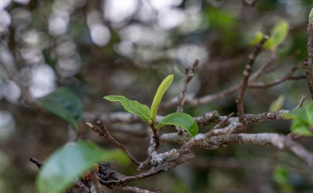 所有茶商都在卖古树普洱茶，那么请问台地茶哪里去了？