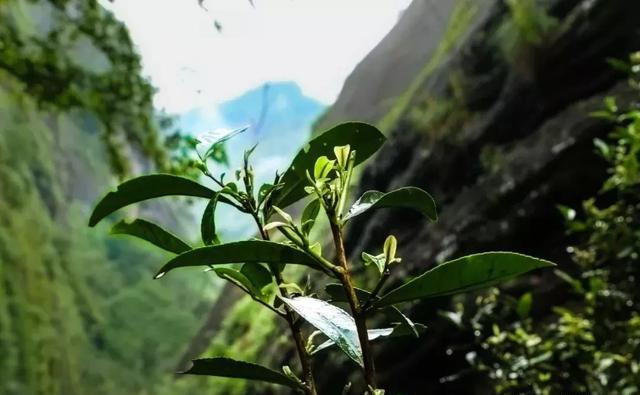 中国哪里产的绿茶最好？
